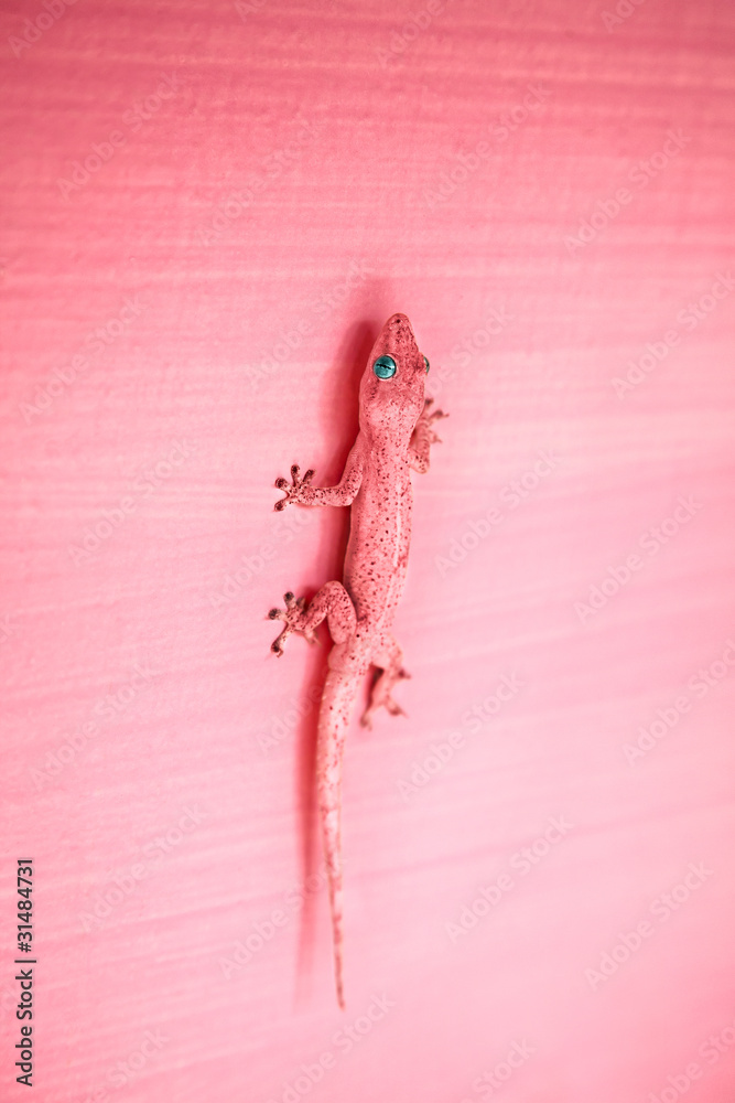 Fototapeta premium Pink gecko on the wall