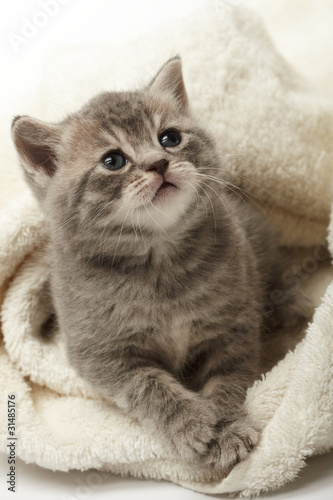 funny kitten