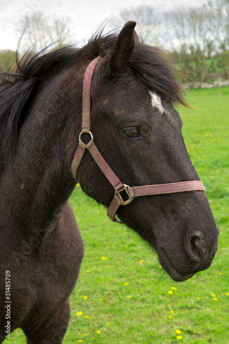 Portrait of irish black horse on the meadow