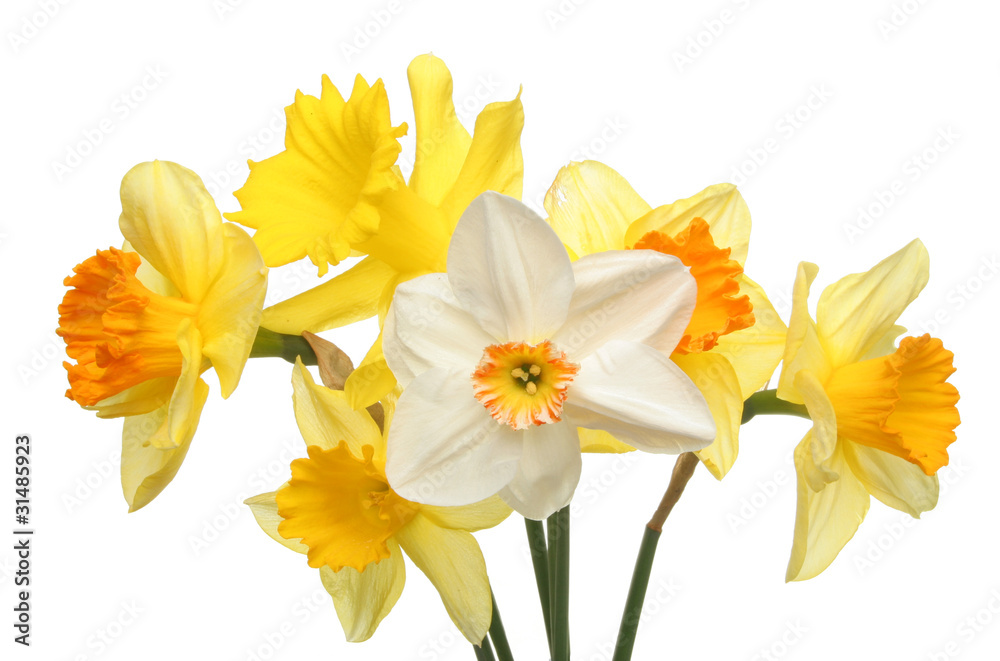 Daffodil group Daffodil group