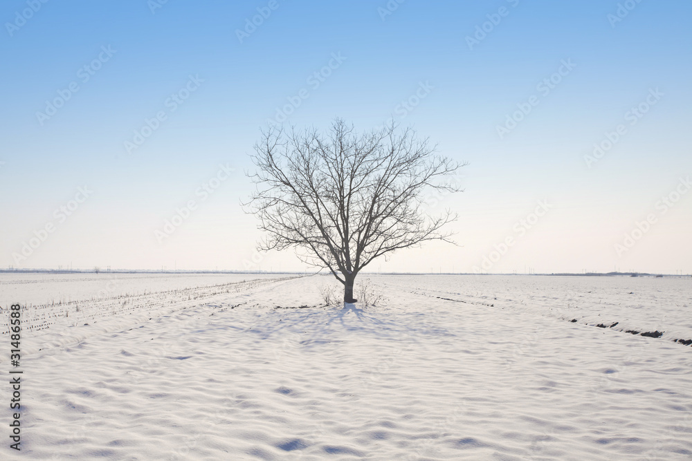 Fototapeta premium lone tree