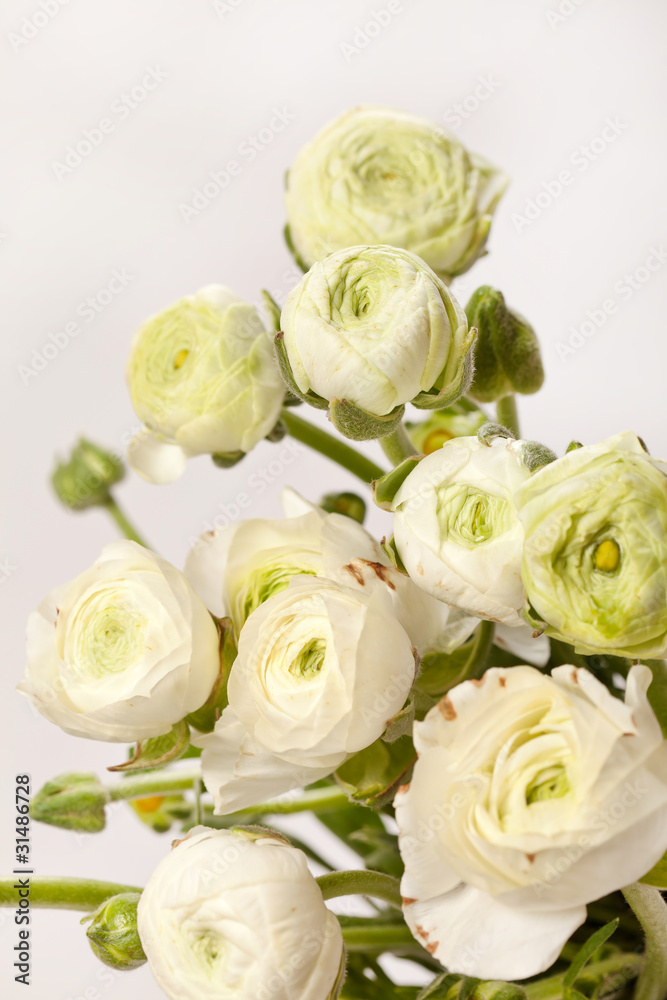 Fototapeta premium white Ranunculus