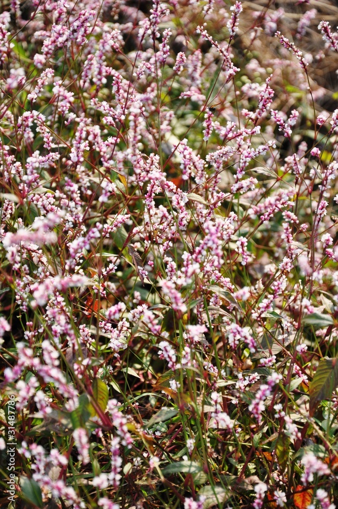 Obraz premium Wildflowers