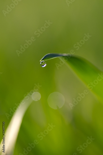 Fresh morning dew drops in a grass