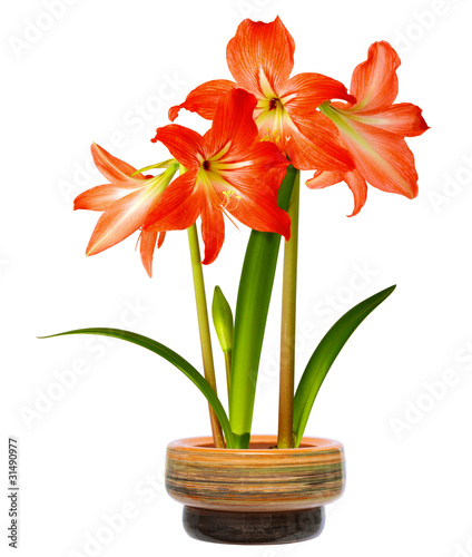 Hippeastrum in pot isolated