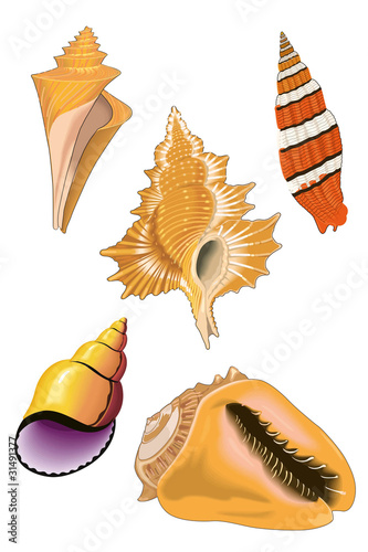 Conch