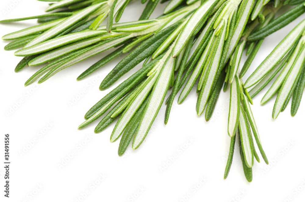Fototapeta premium rosemary