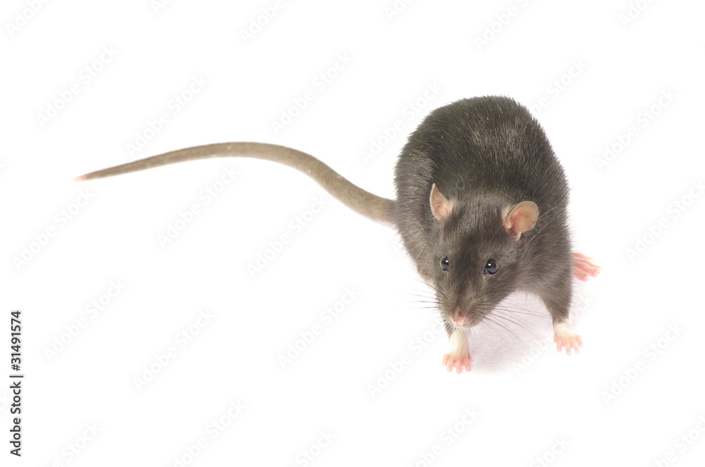 rat rat