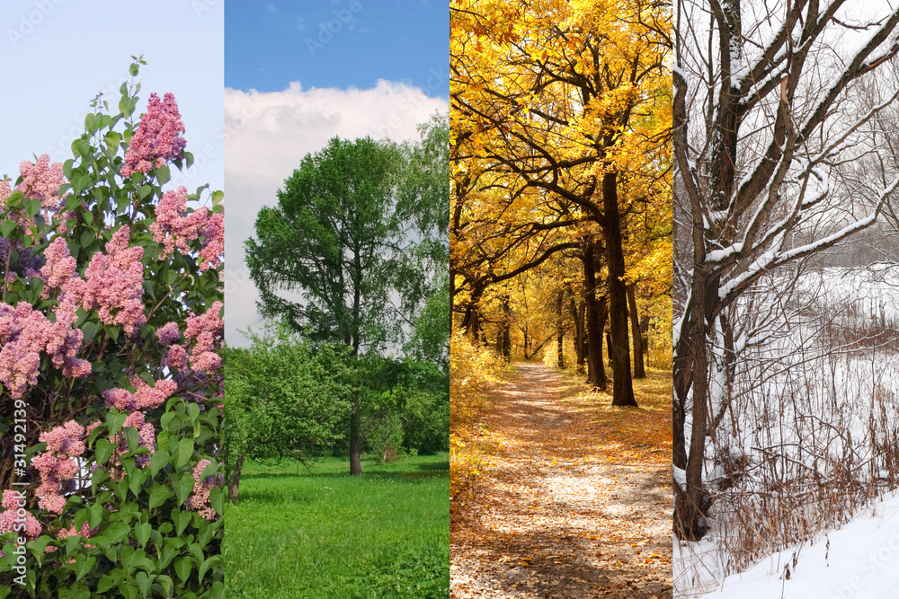 four seasons spring, summer, autumn, winter trees collage Stock Photo