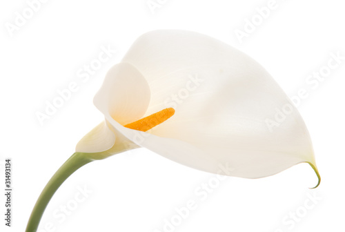 Fototapeta Naklejka Na Ścianę i Meble -  calla