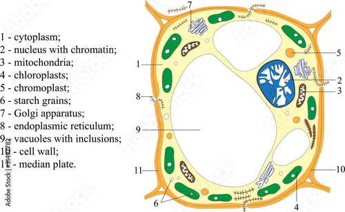 Plant cell