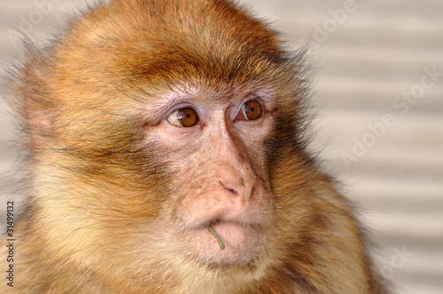 Barbary Macaque (Macaca sylvanus) © Petrus