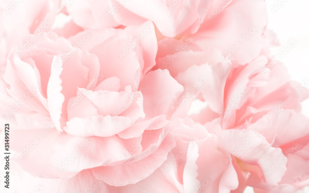 abstract pink carnations background