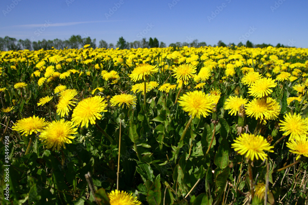 Fototapeta premium dandelion field