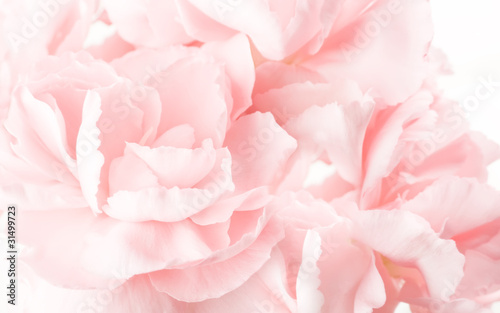 abstract pink carnations background