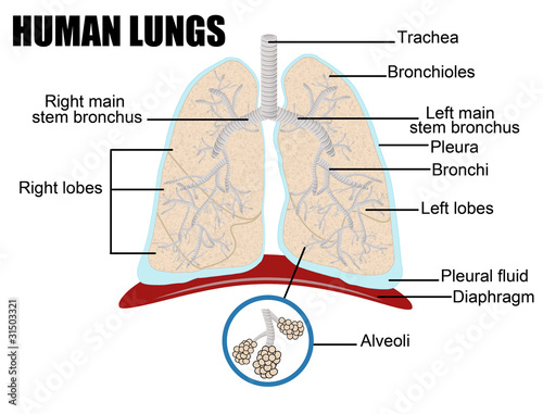 human lungs