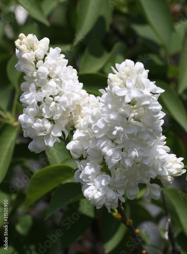 lilas blanc en fleur