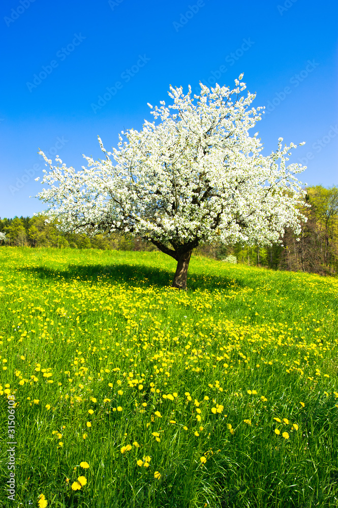 Fototapeta premium Single blossoming tree in spring