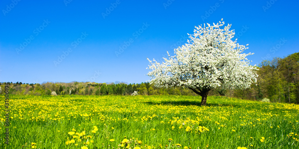 Fototapeta premium Single blossoming tree in spring on rural meadow