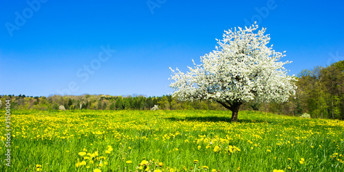 Single blossoming tree in spring on rural meadow #31506104