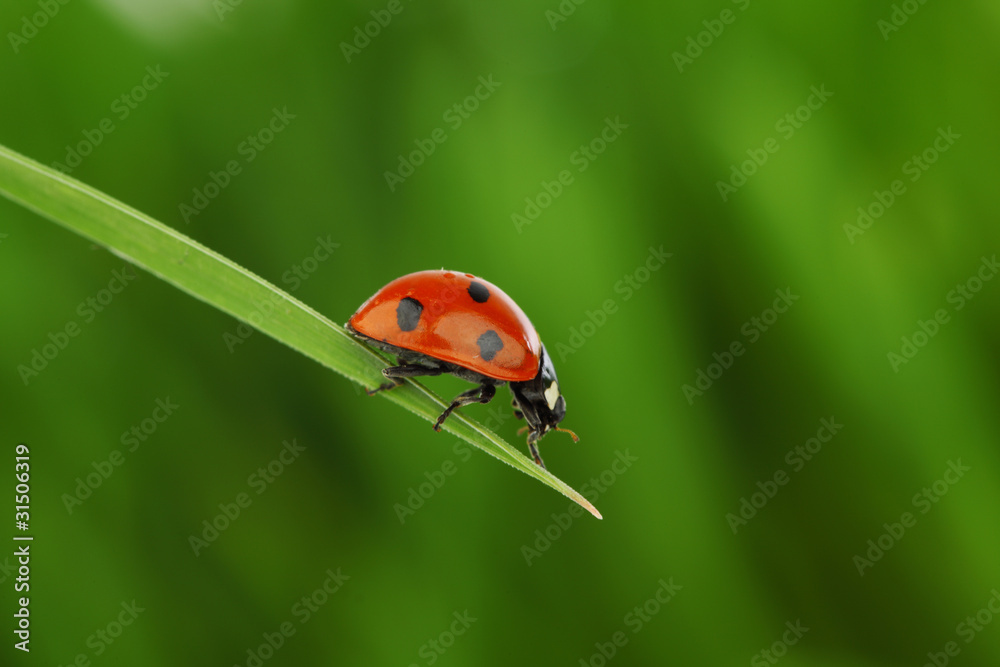 Obraz premium ladybug on grass