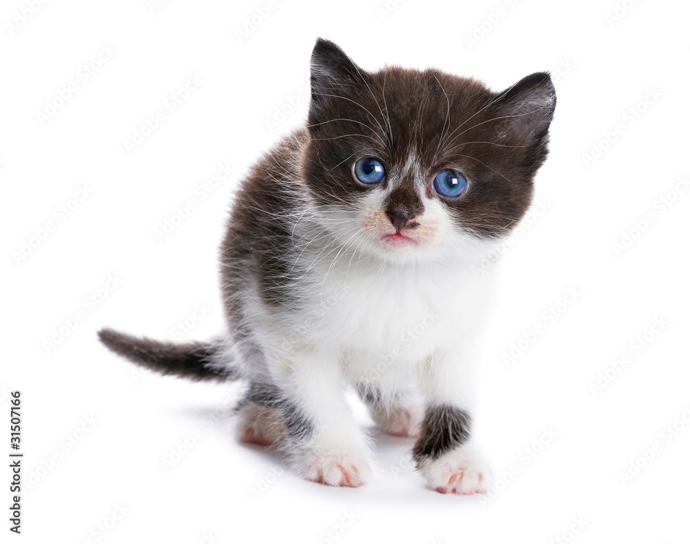 Obraz premium beautiful kitty