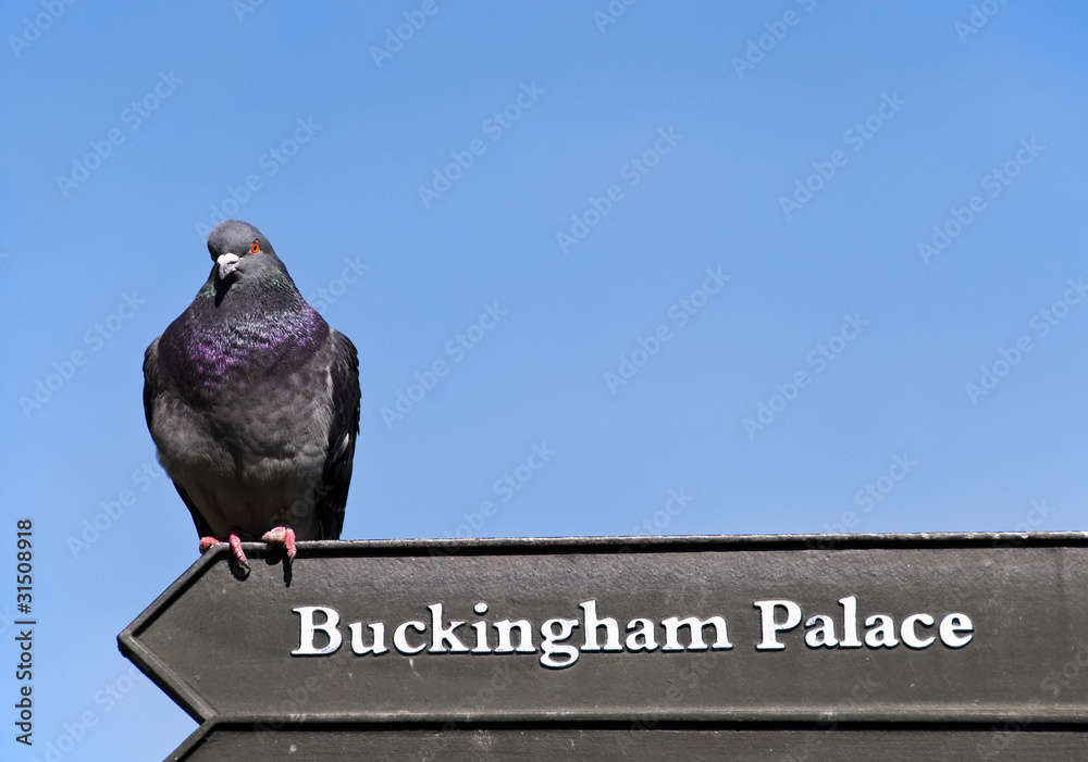 Obraz premium A pigeon on a Buckingham Palace sign
