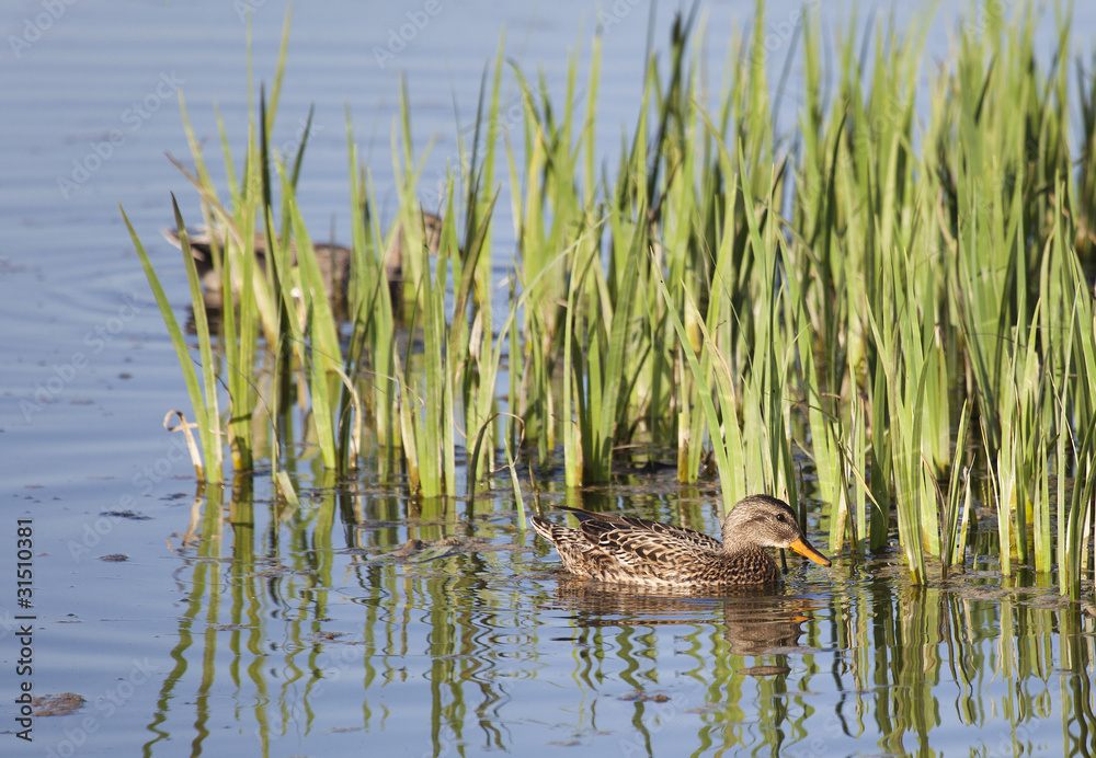 Fototapeta premium Pato cuchara comun hembra, Salburua, Vitoria, Alava, España