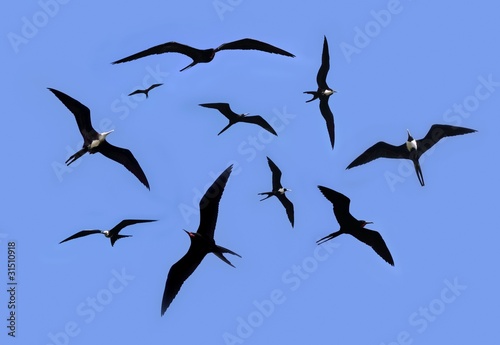 frigate bird silhouette backlight breeding season