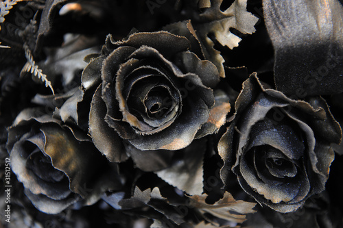 black rose