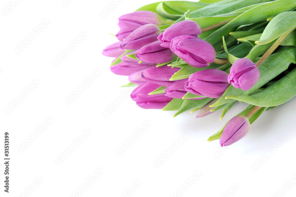 violet tulips