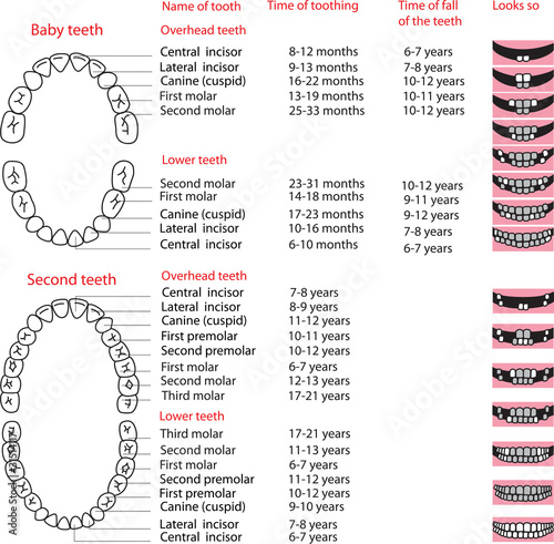 ðrimary  teeth and permanent teeth