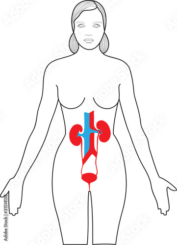 kidneys in the body