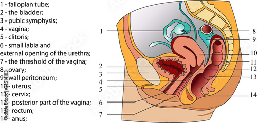 Female reproductive system (poster)