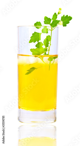 Herbal tea with green leaves photo