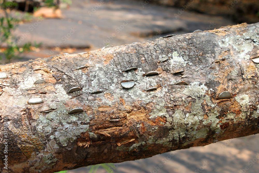 Coins embedded in tree stem - a religious belief as good luck Coins embedded in tree stem - a religious belief as good luck