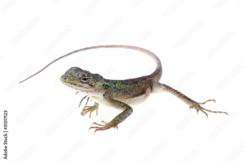 Fototapeta premium lizard Chinese tree dragon