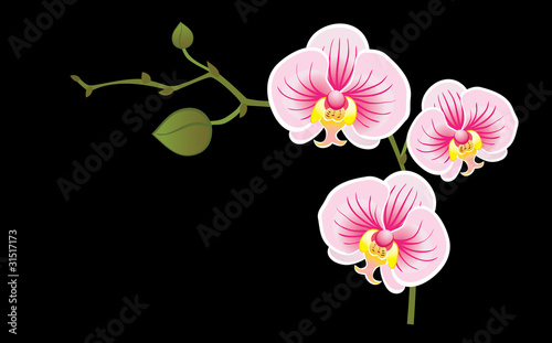 Blossoming orchid