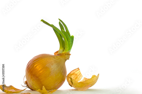 Austreibende Zwiebel