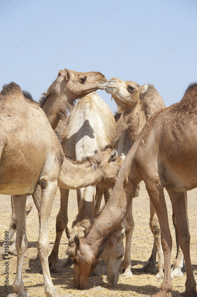 Dromedary camels at a market