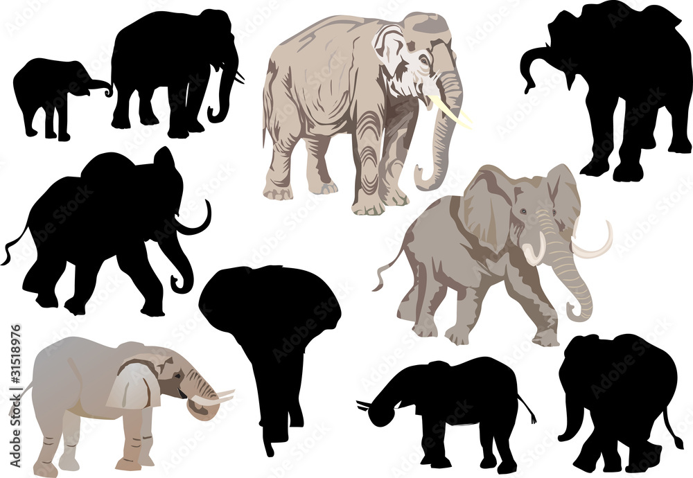 set of elephants isolated on white