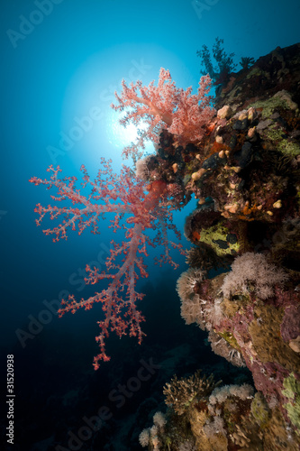 Schilderij op canvas Soft coral and reef in the Red Sea.