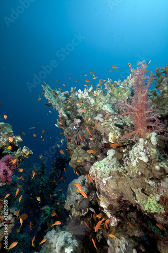Fototapeta Naklejka Na Ścianę i Meble -  Coral reef and fish in the Red Sea.