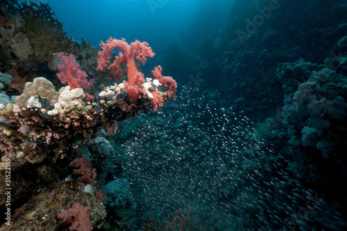 Fototapeta Naklejka Na Ścianę i Meble -  Glass fish and coral reef in the Red Sea.