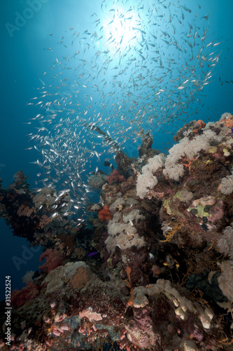 Glass fish and coral reef in the Red Sea.
