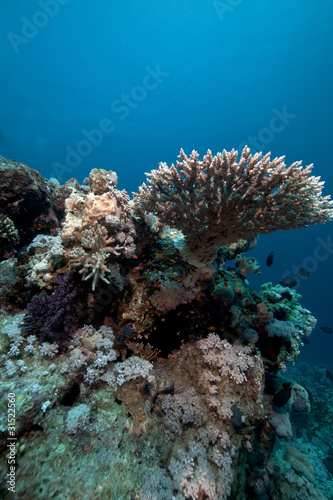Acropora and fish in the Red Sea.
