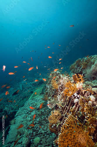 Cargo of the Yolanda wreck in the Red Sea. photo