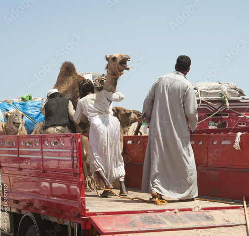 Bedouins loading camels on truck photo