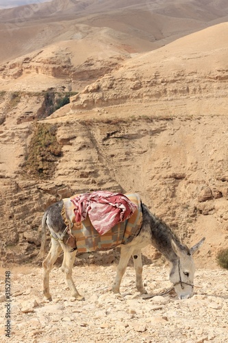 Donkey in the Desert