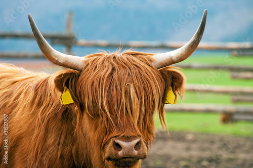 Highland Cattle © Jan S.